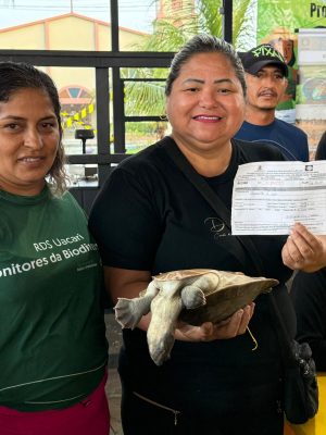 O Amazonas vive um momento histórico para a bioeconomia e o desenvolvimento sustentável. Na sexta-feira (09/05), o município de Carauari (a 788 quilômetros de Manaus) promoveu a primeira venda legalizada de quelônios manejados por comunidades tradicionais.