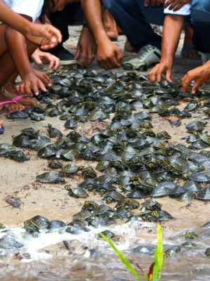 Pela primeira vez, o Instituto de Proteção Ambiental do Amazonas (Ipaam) autorizou o transporte de quelônios criados em manejo sustentável para fins de comercialização. A autorização, assinada nesta segunda-feira (05/05), contempla mil animais das espécies tartaruga-da-Amazônia (Podocnemis expansa) e tracajá (Podocnemis unifilis), criados por comunidades ribeirinhas da Reserva de Desenvolvimento Sustentável (RDS) Uacari, em Carauari (a 788 km de Manaus).