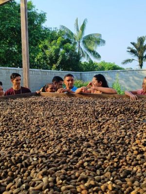 O Instituto de Desenvolvimento Agropecuário e Florestal Sustentável do Estado do Amazonas (Idam) promoveu na quinta e nesta sexta-feira (28 e 29), o curso “Boas Práticas na Extração de Óleo de Andiroba”, com o objetivo de capacitar mais de 40 trabalhadores rurais de associações de produtores de Carauari (distante 788 quilômetros de Manaus).